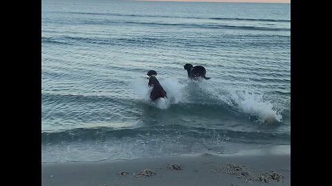 Sunset beach retrieving on a warm winter day