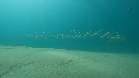 Diving in Cabo