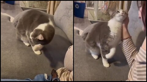 Meow for Attention: Watch This Cat Ask for Petting