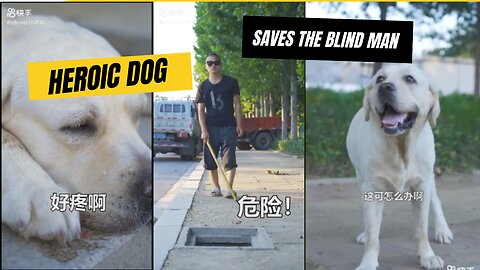 "Heroic Dog Rescues Blind Man in Distress: A Heartwarming Story of Unconditional Love"