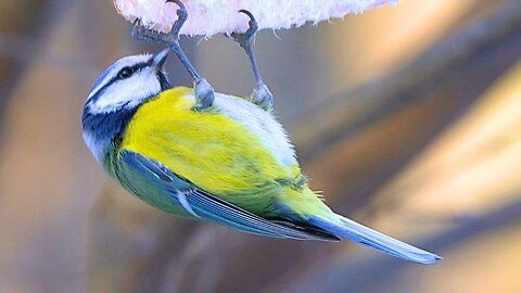 Blue Tits Eating Frozen Meat