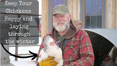 Keeping Chickens Happy In The Winter: The ULTIMATE Guide!