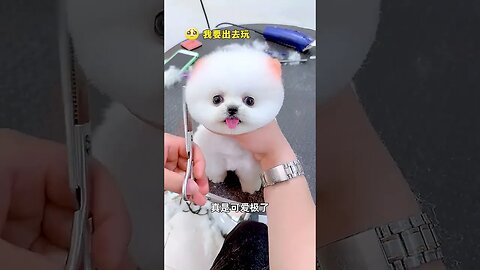 Cute little white dog, is the version # # of pet dogs