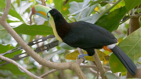 "Keel-Billed Toucan: The Beak that Paints the Jungle"