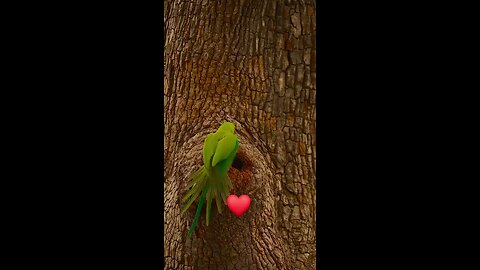 parrot 🦜 Love 2