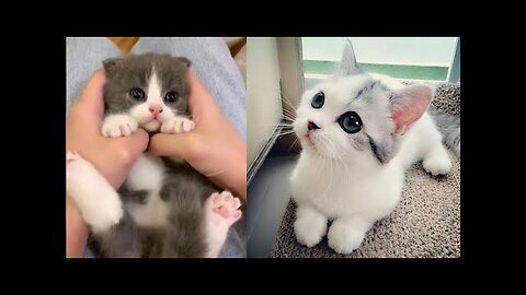 Purrfectly Adorable: The Cutest Cat Compilation on the Internet!