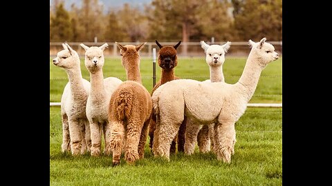 5 Fun Facts About The Alpaca