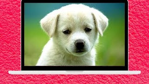 Cute baby dog video funny 2023