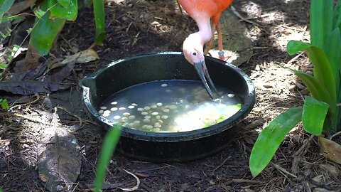 CatTV: flamingo feeding