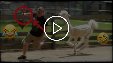 Funny Animals Scarring And Chasing People 2021 Compilation