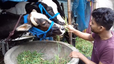 Our cow is happily eating grass from my hand