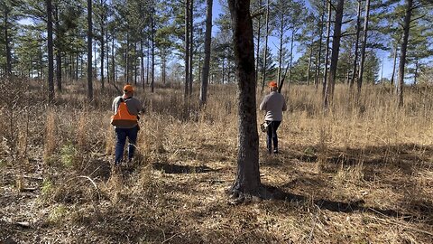 Quail hunting