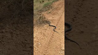 What a beauty. Red belly black snake.