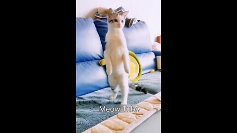 Cat witnesses everything and do standing ovation😺🐶 Funniest Animals 2023 😂 Part 8