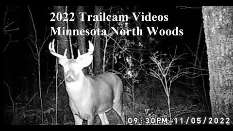 Minnesota North Woods Trail Cam Videos - 2022