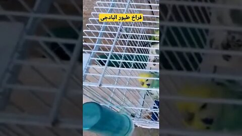 فراخ طيور البادجى هوكو كيوت روعة مرحبا