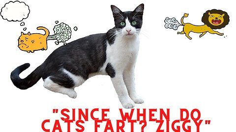 "My cat just farted, since when do cats fart?" Ziggy #clips #6upmedia