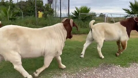 Boer Goats