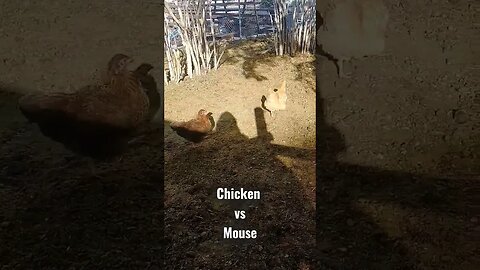 Chicken vs Mouse! #chicken #mouse #farm #circleoflife #wyoming #shorts #shortsvideo #shortsfeed