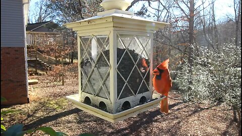 Cardinal At The Birdfeeder 🐈 Can You SEE The Cat? #shorts