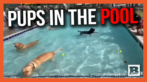 Pupper Pool Party! Idaho Public Pool Invites Owners to Bring Their Dogs for End of Season Party