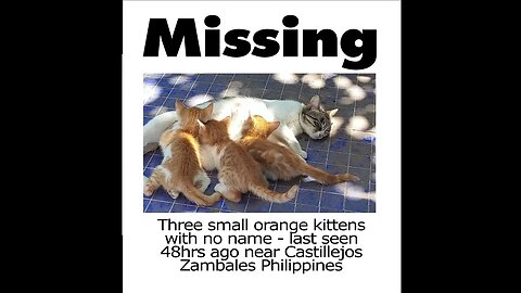 Momma Bright's Kittens are Missing!