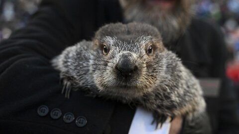 Punxsutawney Phil makes his 2023 Groundhog Day prediction