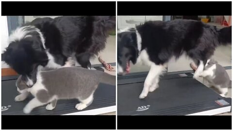 Cat and dog jogging on treadmill and teasing each other