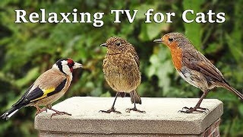 Soothing TV for cats : Cat TV - My Garden Birds - Relaxing nature music for cats to sleep