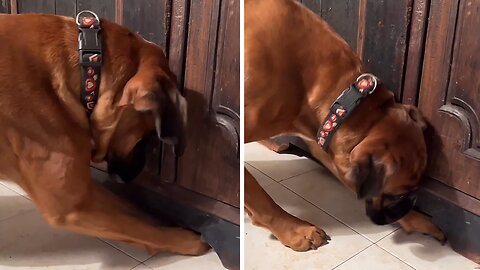 Boxer Desperately Tries To Rescue Trapped Ball