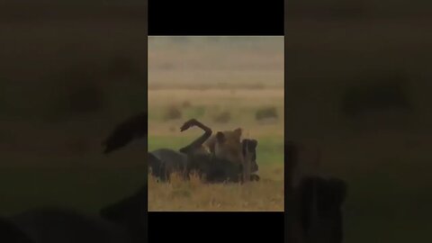 Lion Hunts and Takes Down Wildebeest