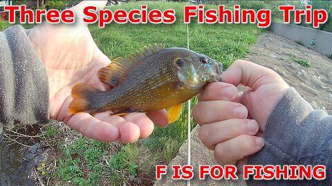 Three Species Fishing Trip