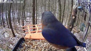 BirdKiss AI Smart Bird Feeder Video Example - Bluebirds