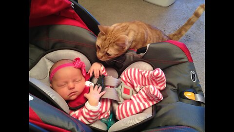 Cats Meeting Babies For The First Time