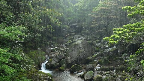 Relaxing Rain and Bird Sounds for Sleeping