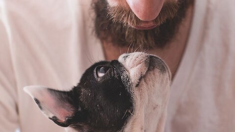 Nearly 9 in 10 believe in love at first sight with their pets