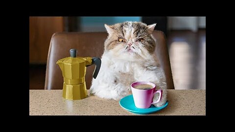 Catfinated - When Cats Drink Coffee