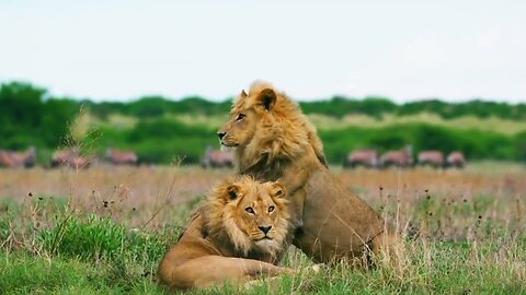 African Wildlife_ Nairobi National Park - Real Sounds of Africa - Animal Wildlife With Flute Music