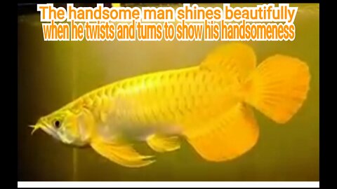 Luxurious Super Red Arowana