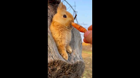 bunny taste carrot 🥕