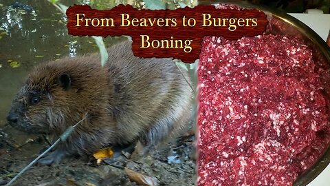 Beavers to Burgers - How to Butcher a Beaver