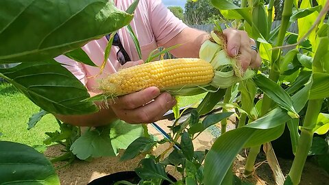 Aquaponics Sand Beds With Dual Root Zone Bags (Short Version)