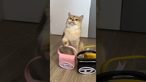 My cat Nika wanted the same handbag as mine