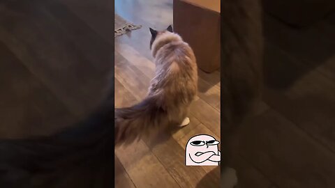 Watch The Family Cat😾 Meets Baby for the First Time Reaction😲