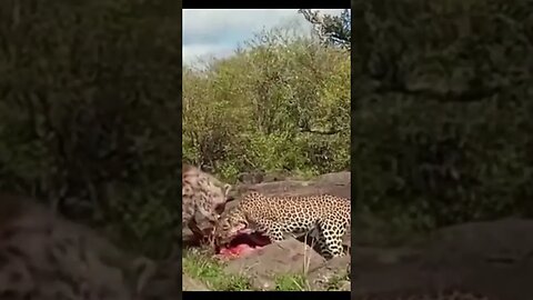 hyena and leopard sharing a meal#shorts #relaxing #nature #hyena #leopard #love #cat #viral #animals