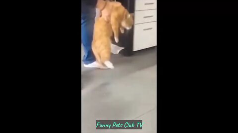 "Epic Fails and Hilarious Antics: Funniest Cats and Dogs Compilation!"