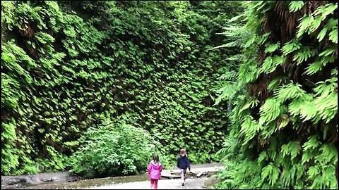 Redwood Natl Park - Fern Canyon