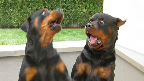 Rottweilers are here to make you LAUGH! Funniest Dogs 2024