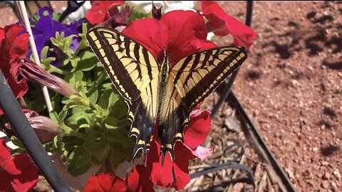 Two-Tailed Swallowtail Butterfly HD