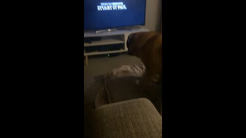 Pug watching a horror scaring himself